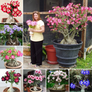 🔥Rosa do Deserto: Floresça seu Jardim🌺+ [BRINDE ESPECIAL]