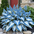 🔥Sementes Premium de Hosta Rara🌿Planta Tolerante à Sombra (Somente HOJE!)🔥
