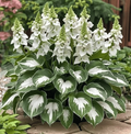 🔥Sementes Premium de Hosta Rara🌿Planta Tolerante à Sombra (Somente HOJE!)🔥