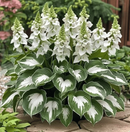 🔥Sementes Premium de Hosta Rara🌿Planta Tolerante à Sombra (Somente HOJE!)🔥