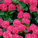 🌈Mix Hydrangea – Flores perenes lindas e resistentes para o seu jardim