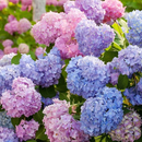 🌈Mix Hydrangea – Flores perenes lindas e resistentes para o seu jardim