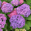 🌈Mix Hydrangea – Flores perenes lindas e resistentes para o seu jardim