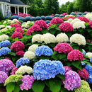 🌈Mix Hydrangea – Flores perenes lindas e resistentes para o seu jardim