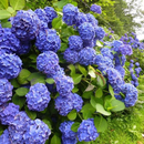 🌈Mix Hydrangea – Flores perenes lindas e resistentes para o seu jardim