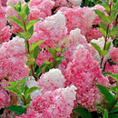 🌈Mix Hydrangea – Flores perenes lindas e resistentes para o seu jardim