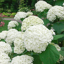 🌈Mix Hydrangea – Flores perenes lindas e resistentes para o seu jardim