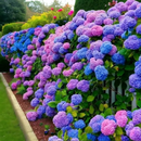 🌈Mix Hydrangea – Flores perenes lindas e resistentes para o seu jardim