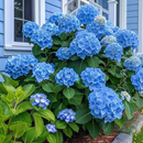 🌈Mix Hydrangea – Flores perenes lindas e resistentes para o seu jardim