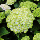 🌈Mix Hydrangea – Flores perenes lindas e resistentes para o seu jardim