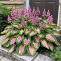 🔥Sementes Premium de Hosta Rara🌿Planta Tolerante à Sombra (Somente HOJE!)🔥