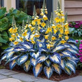 🔥Sementes Premium de Hosta Rara🌿Planta Tolerante à Sombra (Somente HOJE!)🔥