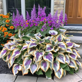 🔥Sementes Premium de Hosta Rara🌿Planta Tolerante à Sombra (Somente HOJE!)🔥