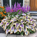 🔥Sementes Premium de Hosta Rara🌿Planta Tolerante à Sombra (Somente HOJE!)🔥