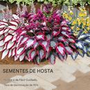 🔥Sementes Premium de Hosta Rara🌿Planta Tolerante à Sombra (Somente HOJE!)🔥